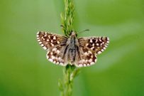 Grizzled Skipper 2004 - Clive Burrows