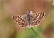 Large Grizzled Skipper 2003 - Clive Burrows