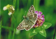 Obethurs Grizzled Skipper 2003 - Clive Burrows