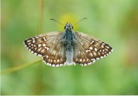 Yellow-banded Skipper 2003 - Clive Burrows