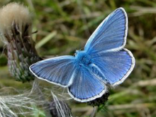 Common Blue (m) 2014 - Dave Miller