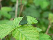 Green Hairstreak 2006 - Steve Lane