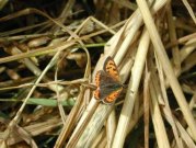 Small Copper 2001 - Nick Sampford