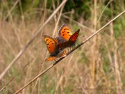 Small Copper mating pair 2005 - David Gompertz