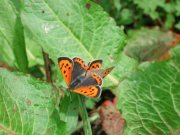 mating Small Copper 2007 - Andrew Middleton