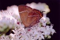 White-letter Hairstreak 2004 - Clive Burrows