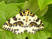 1884 Magpie moth 2007 - Darin Stanley