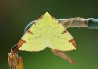 1906 Brimstone moth 2006 - Sandra Standbridge