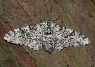 1931 Peppered moth 2006 - Sandra Standbridge