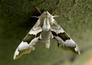 early Lime Hawk-moth, Stevenage, Lee Browne