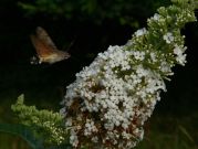 1984 Hummingbird Hawk-moth 2006 - Steve Lane