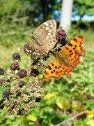 Comma with Speckled Wood 2010 - Paul Thrush