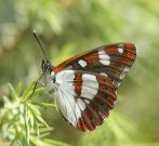 Southern White Admiral 2006 - Roger Gibbons
