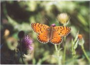 Aetherie Fritillary 2003 - Clive Burrows