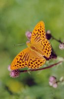 Silver-washed Fritillary 2004 - Clive Burrows