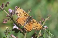 Spotted Fritillary 2001 -Toby Austin