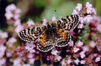 Spotted Fritillary 2005 - Clive Burrows