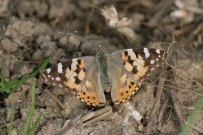 Painted Lady 2009 - Clive Burrows