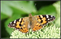 Painted Lady 2010 - Malcolm Newland