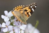 Painted Lady 2010 - Nick Bowles
