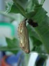 Painted Lady Pupa - Andrew Middleton