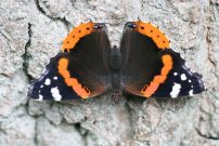 Red Admiral 2007 - Clive Burrows