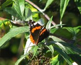 Red Admiral 2008 - Archie Lang