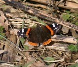 Red Admiral 2010 - Lee Hurrell