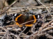 Red Admiral 2011 - Dave Miller