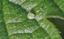 Red Admiral egg 2006 - Nick Bowles