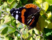 Red Admiral 2008 - Dave Miller