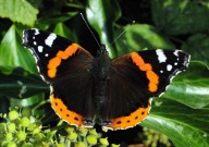 Red Admiral 2010 - Dave Miller