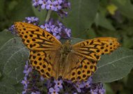 Silver-washed Fritillary 2004 - Lee Browne