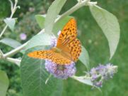 Silver-washed Fritillary 2006 - Andrew Palmer