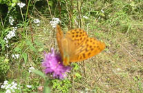 Silver-washed Fritillary 2006 - Peter Clarke