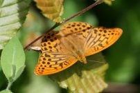 Silver-washed Fritillary 2007 - Clive Burrows