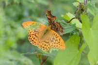 Silver-washed Fritillary 2007 - Colin Sturges