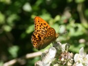 Silver-washed Fritillary 2008 - Clive Burrows
