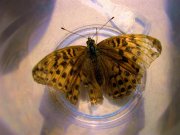 Silver-washed Fritillary 2008 - Michael Pearson