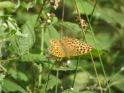 Silver-washed Fritillary 2009 - Marion Moss