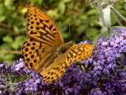 Silver-washed Fritillary 2004 - Lee Browne