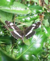 White Admiral 2004 - Archie Lang