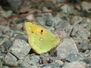 Clouded Yellow 2003 - Andrew Middleton