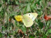 Clouded Yellow helice 2006 - Andrew Middleton