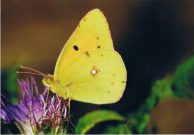 Clouded Yellow 2006 - Clive Burrows