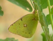 Clouded Yellow 2007 - Andrew Wood