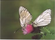 Black-veined White 2003 - Clive Burrows