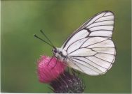 Black-veined White 2003 - Clive Burrows