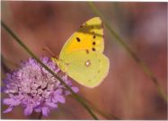Clouded Yellow 2003 - Clive Burrows
