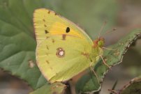 Clouded Yellow 2006 - Roger Gibbons